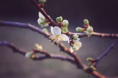 Close-up of cherry blossoms in spring