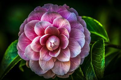 Close-up of pink rose flower