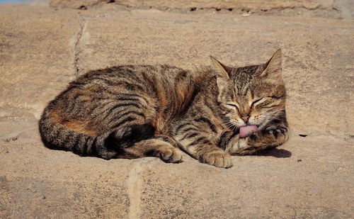 High angle view of cat resting on land