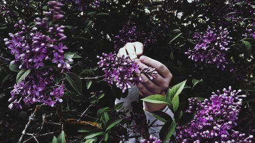 Close-up of woman with pink flowering plants