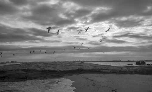 Flock of birds flying over sea