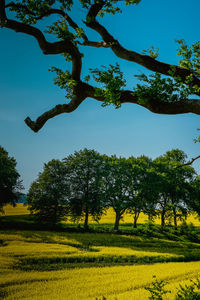 Trees on field against sky