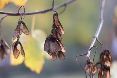 Close-up of dry leaves on branch