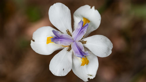 Close-up of white iris