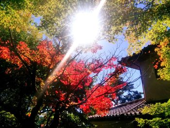 Low angle view of trees against sky