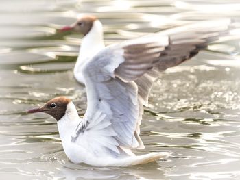 Close-up of seagulls on lake