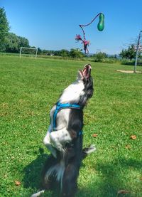 Dog on field against clear sky