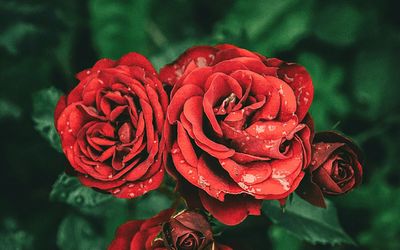 Close-up of red rose blooming outdoors