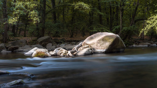 Scenic view of waterfall in forest