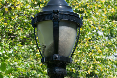 Low angle view of electric lamp on tree