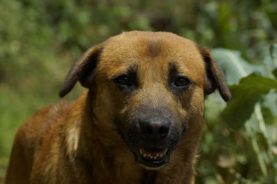 Close-up portrait of dog