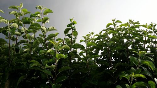 Plants growing in farm against sky