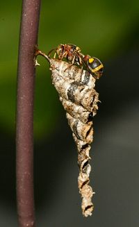 Close-up of plant