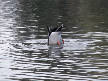 Duck swimming in lake