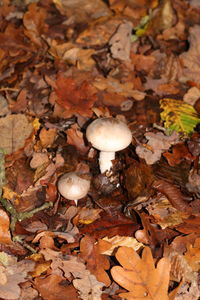 Close-up of mushrooms