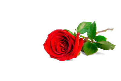 Close-up of red rose against white background