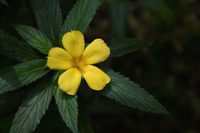 Close-up of yellow flowering plant