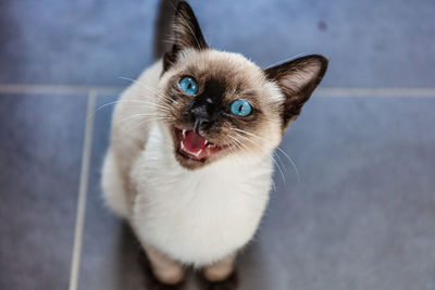 Portrait of cat looking up