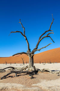 Bare tree on desert against clear blue sky