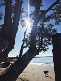 Silhouette trees on beach against sea