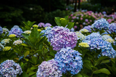 Close-up of hydrangea blooming outdoors