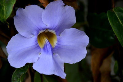 Close-up of purple flower blooming outdoors