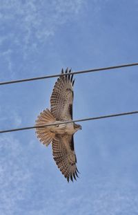 Low angle view of bird hanging on cable against sky