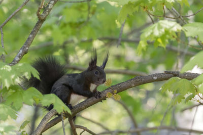 Low angle view of squirrel on tree