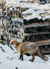 Fox standing on footpath in front of wood