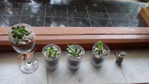 High angle view of potted plants on window sill