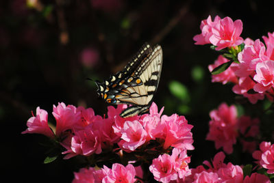 Close-up of butterfly pollinating flower