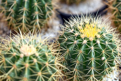 Close-up of cactus plant