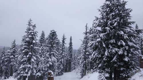 Snow covered pine trees in forest against sky