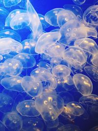 Close-up of jellyfish swimming in sea