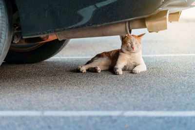 A street stray cat sit back to resting and napping near exhaust pipe under a parked car in urban. 