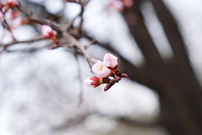 Close-up of cherry blossom on tree