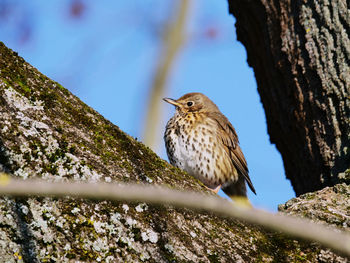 Bird perching on a tree