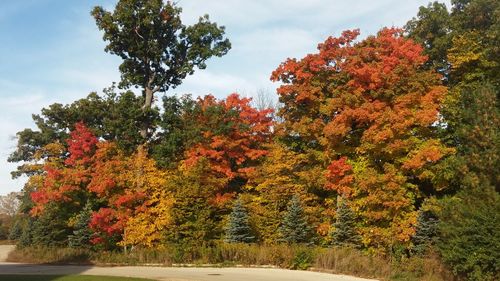 Autumn trees against sky