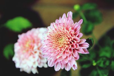 Close-up of pink dahlia flower