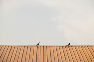 Low angle view of bird perching on roof against sky