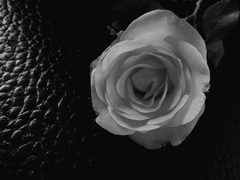 Close-up of rose against black background