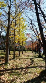 Trees in forest during autumn