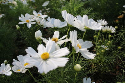 Close-up of white daisy flowers