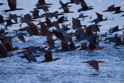 Birds flying over sea