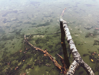 High angle view of fish in lake