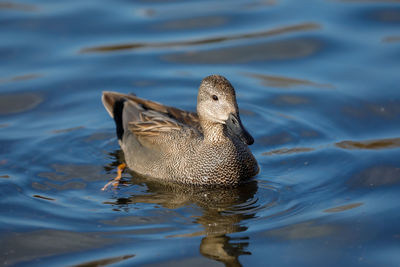 A gadwall male up close