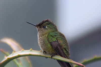 Green hummingbird with red crest on aloe vera branches in winter day, close up, portrait