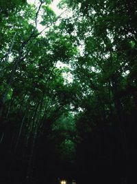 Low angle view of trees