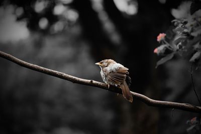 Bird perching on a branch