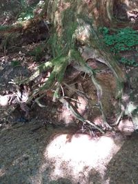 High angle view of trees growing in forest